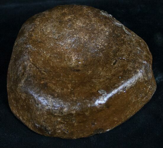 Well Preserved Ichthyosaur Vertebra - Wide #8977